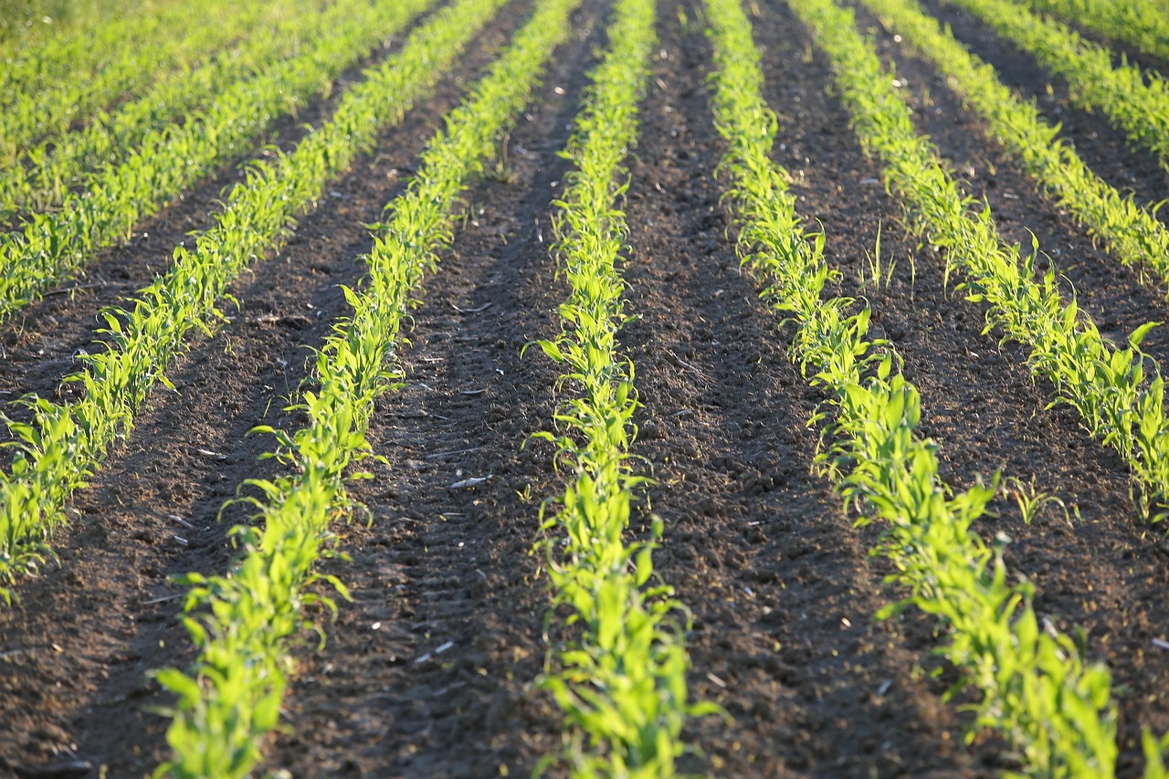 young corn, rows, agriculture, plant, corn, crop, cornfield, plantation, field, farm, farmland, nature, rural