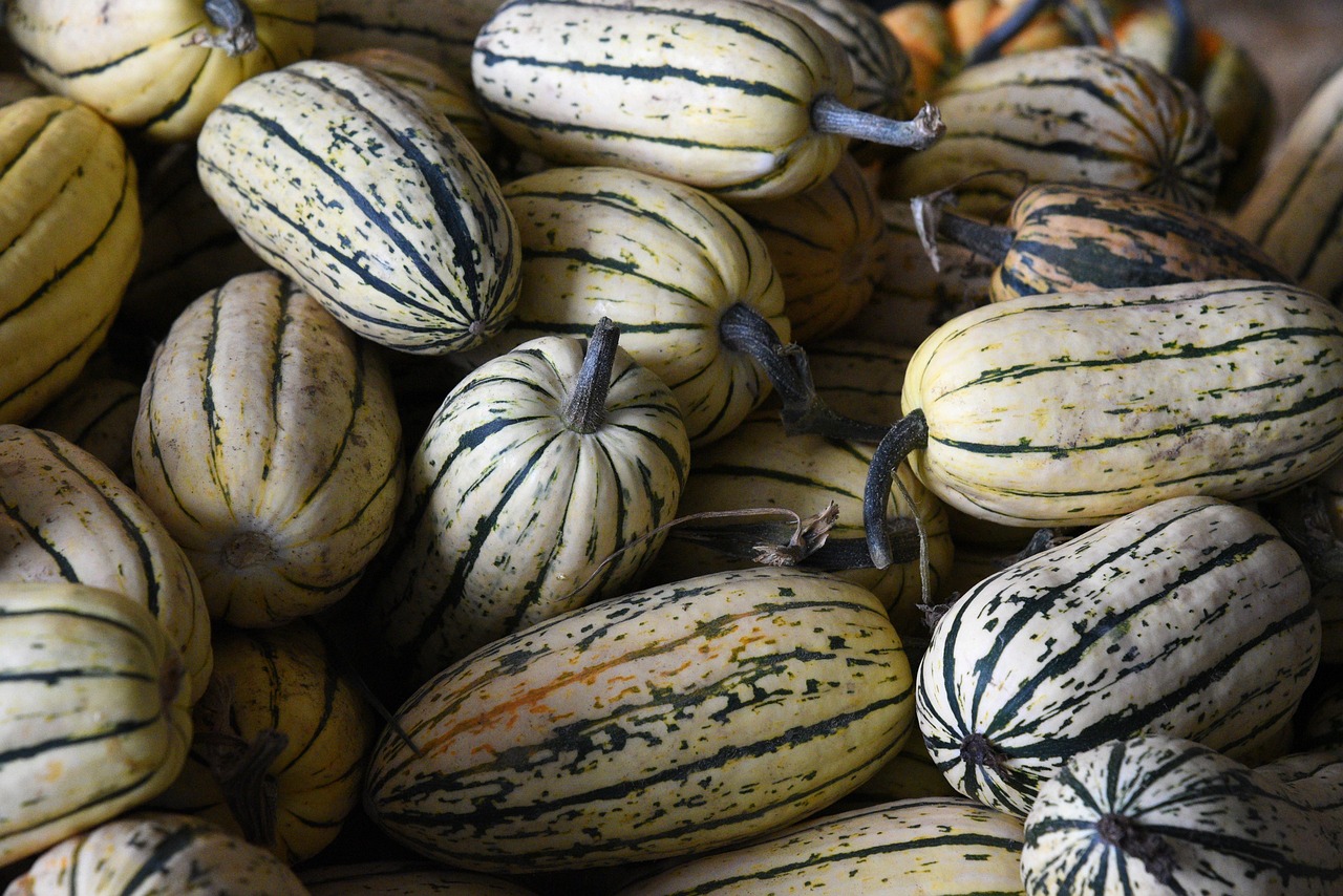 pumpkins, autumn, gourds, field, farm, harvest, fall, vegetables, farm, farm, vegetables, vegetables, vegetables, vegetables, vegetables