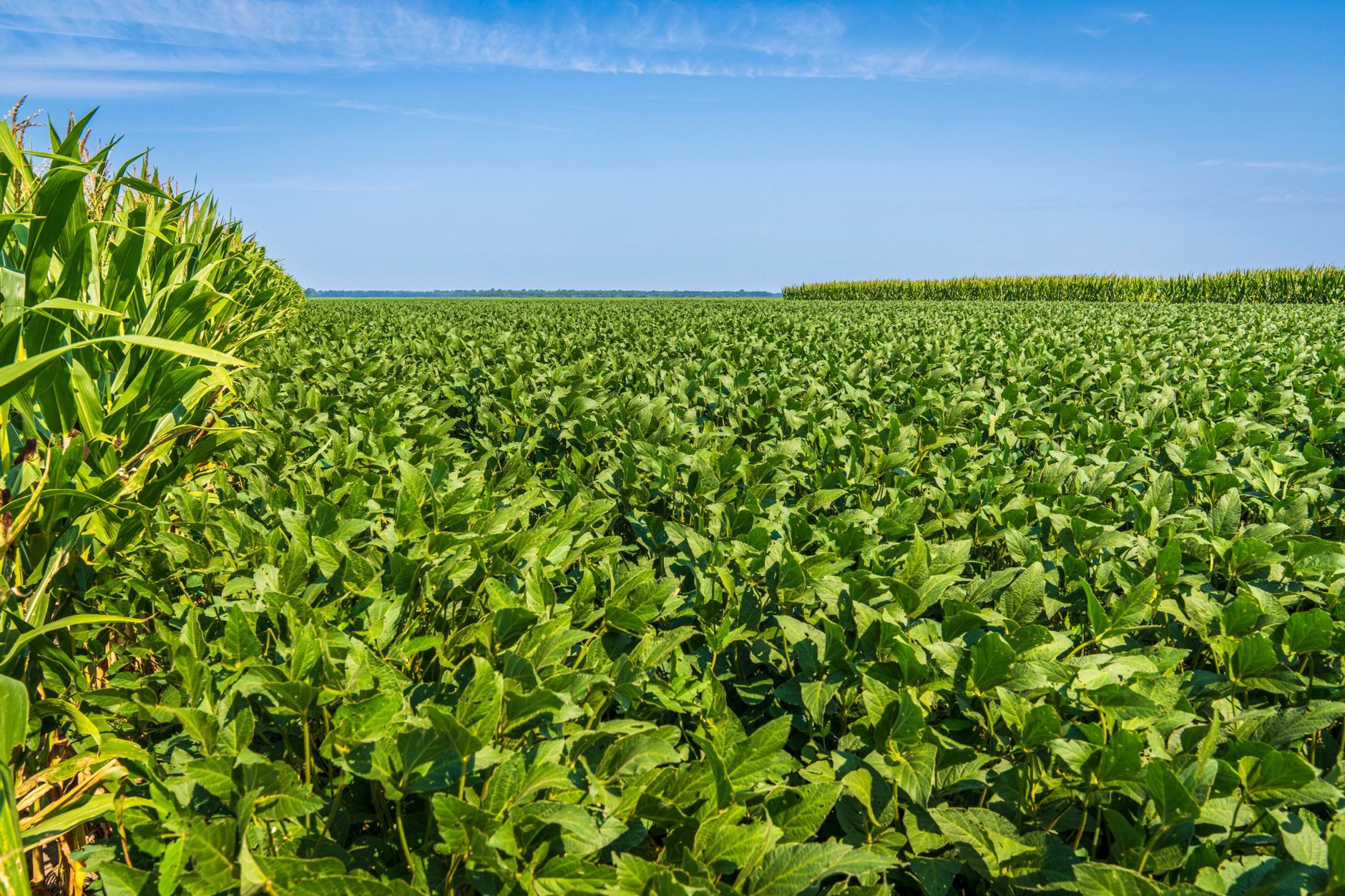 Wide-angle view of lush soybean and corn fields under a clear blue sky, showcasing agricultural landscape.