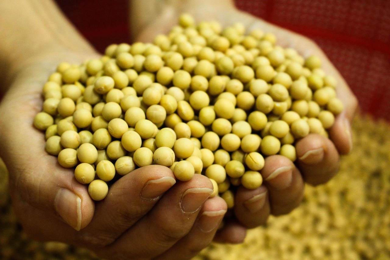 bean, white kong, backup status, korea hong kong, soy milk, soy milk hong kong, yellow hong kong, grain, soy, soybean, koreafarm, farming, koreabean, tofu, agricultural products, farm produce, a friend, it is 豆, dichroism 豆, légumineuses, soja, soya, soy milk, soy, soy, soy, soybean, soybean, soybean, soybean, soybean, tofu, tofu, soja, soya