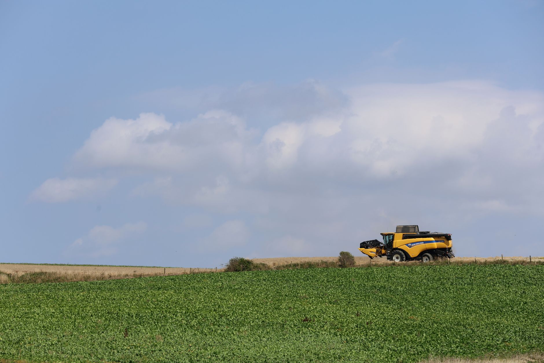 A yellow combine harvester in action amidst a vast green field under a clear blue sky.