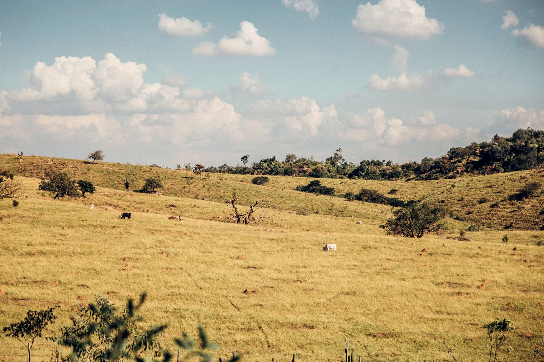 Peaceful rural landscape with cattle grazing on green hills under a blue sky.