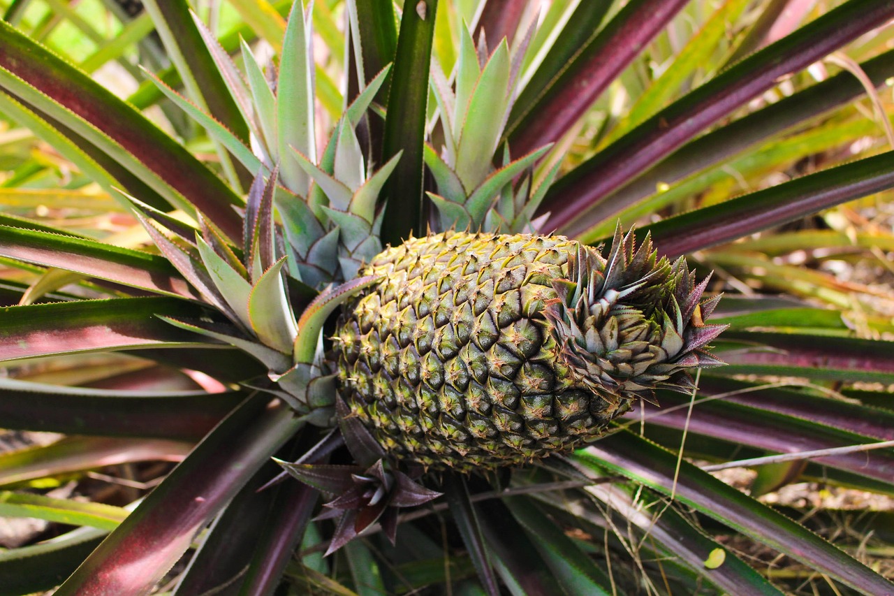 pineapple, mato grosso, brazil, pineapple, pineapple, pineapple, pineapple, pineapple