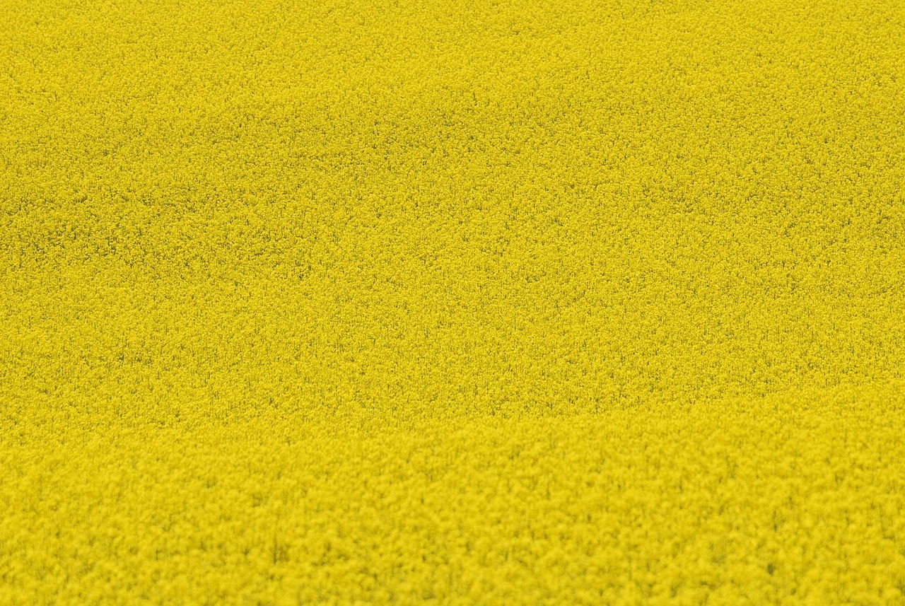 rapeseeds, flowers, field, yellow flowers, bloom, blossom, flower background, plants, flower wallpaper, nature, scenery, beautiful flowers, flower field