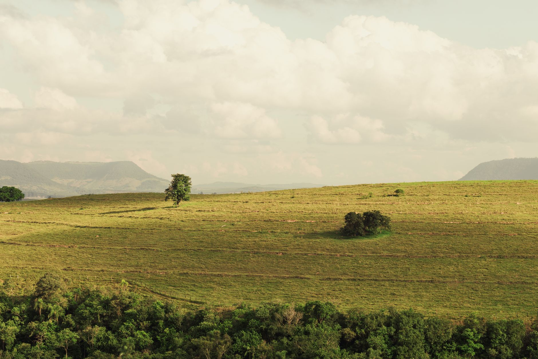 Expansive open field with isolated trees under a cloudy sky, capturing nature's tranquility.