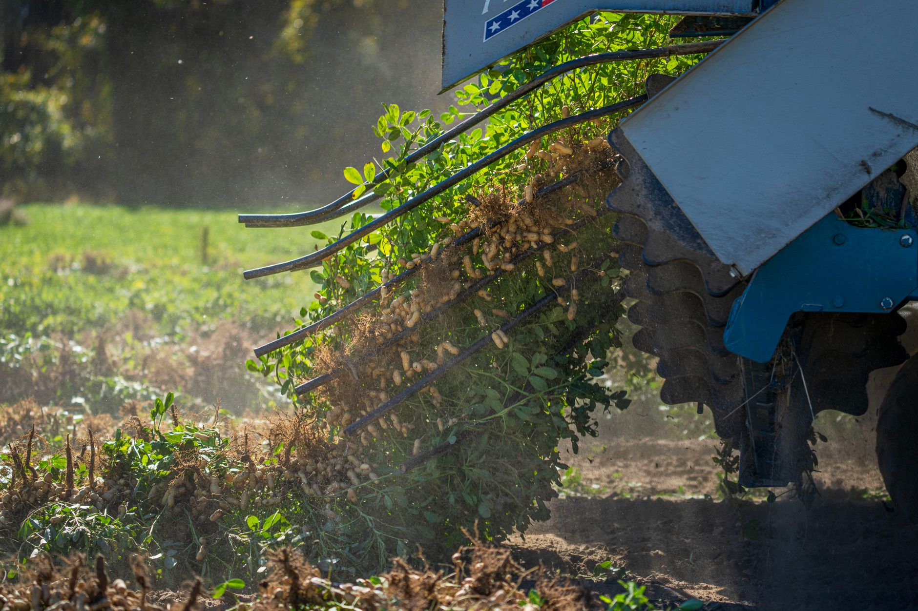 Detailed look at a peanut harvesting machine working on a sunny day.