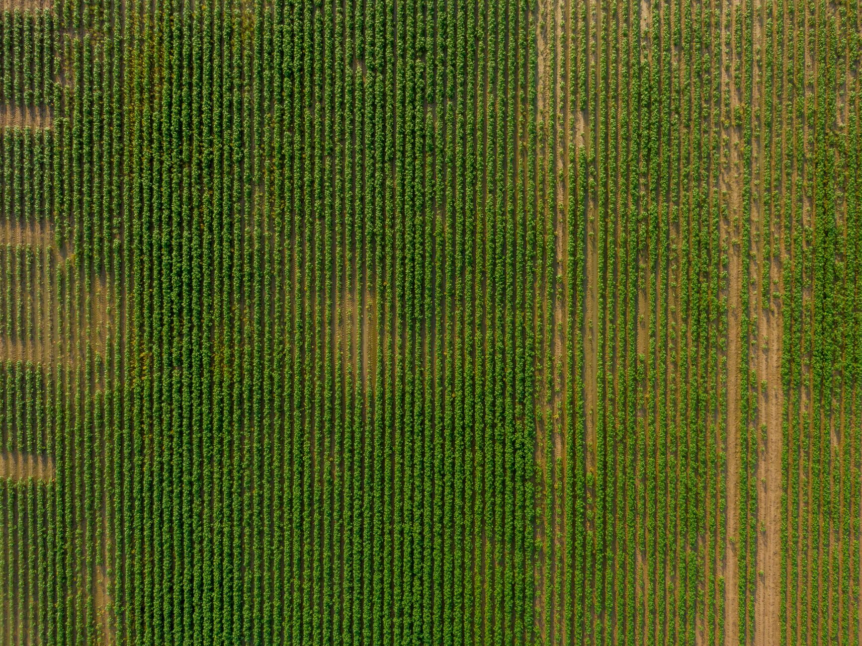 Top view of lush green vineyard fields showcasing neat symmetry and vibrant growth.