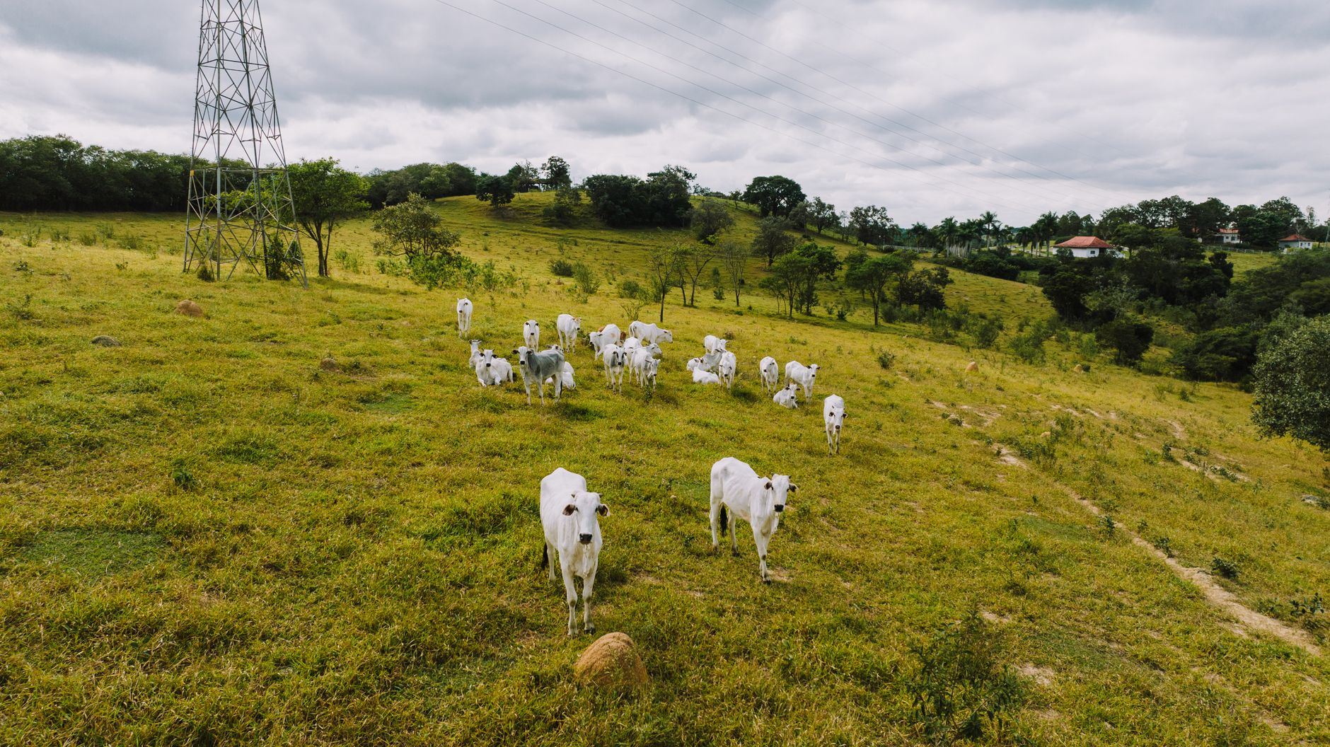 Cattle graze peacefully in a lush pasture in Porto Feliz, Brazil. Scenic rural landscape.