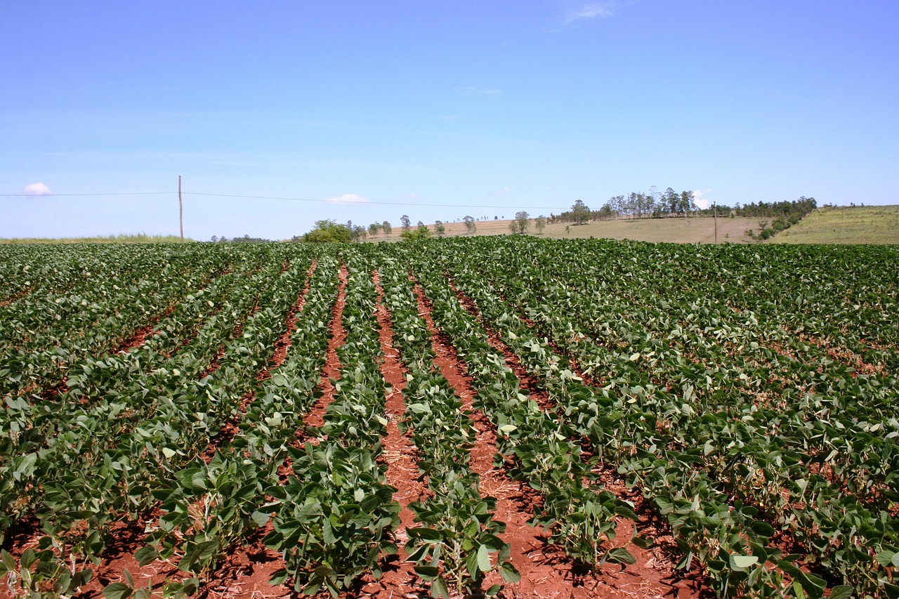 bean plantation, agriculture, bean, planting, food, são paulo