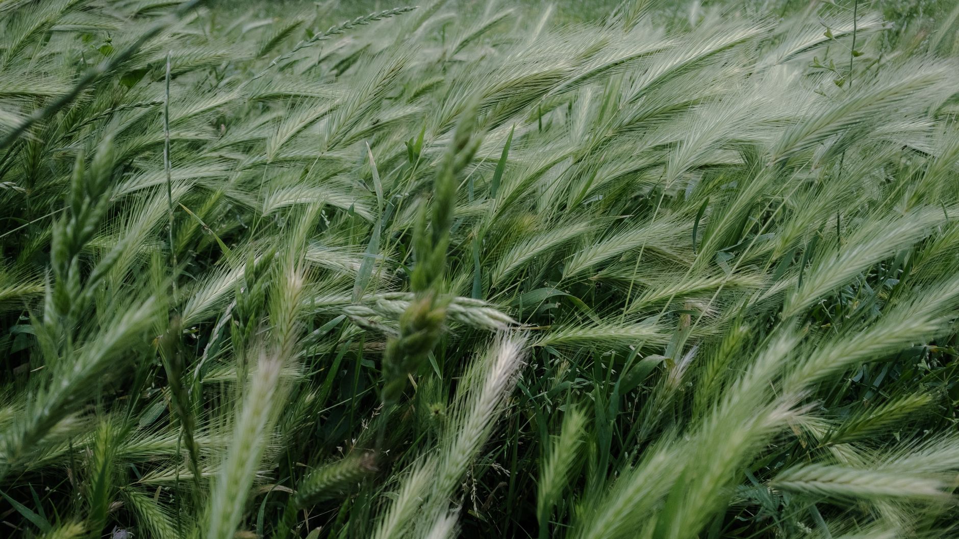 Detailed view of lush green barley swaying in a summer breeze, showcasing rural beauty.