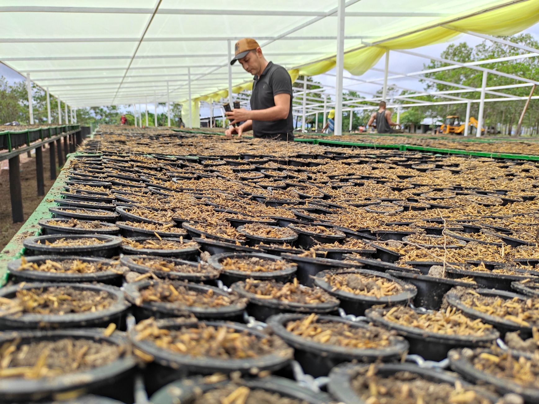 Worker tending seedlings in a large agricultural nursery greenhouse.
