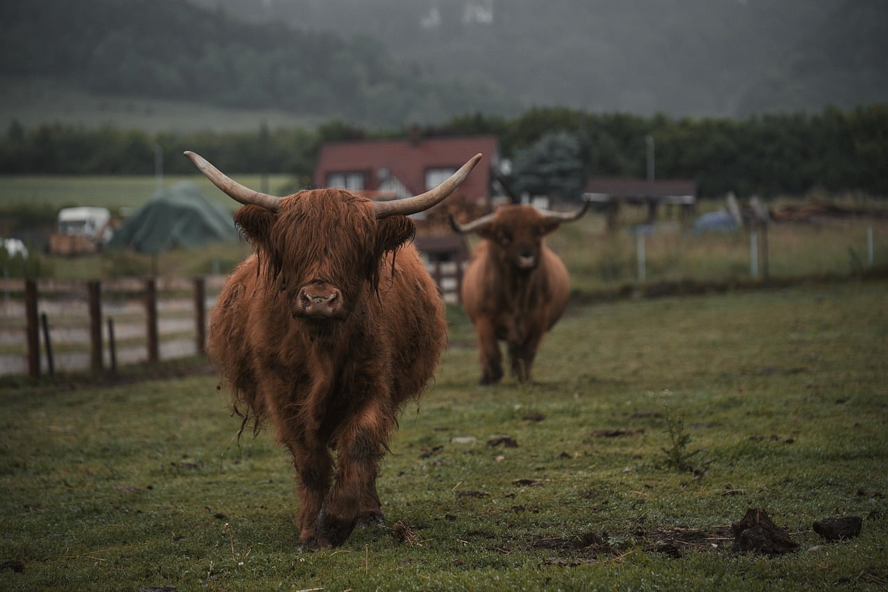 highland cattle, natural landscape, agriculture, cattle, scottish nature, farm, landscape, green pasture, long horns, misty weather, rural scenery, two animals, pasture, rural farm, animal breeds, nordic landscape, traditional pasture, scenic landscape, field work, animal home