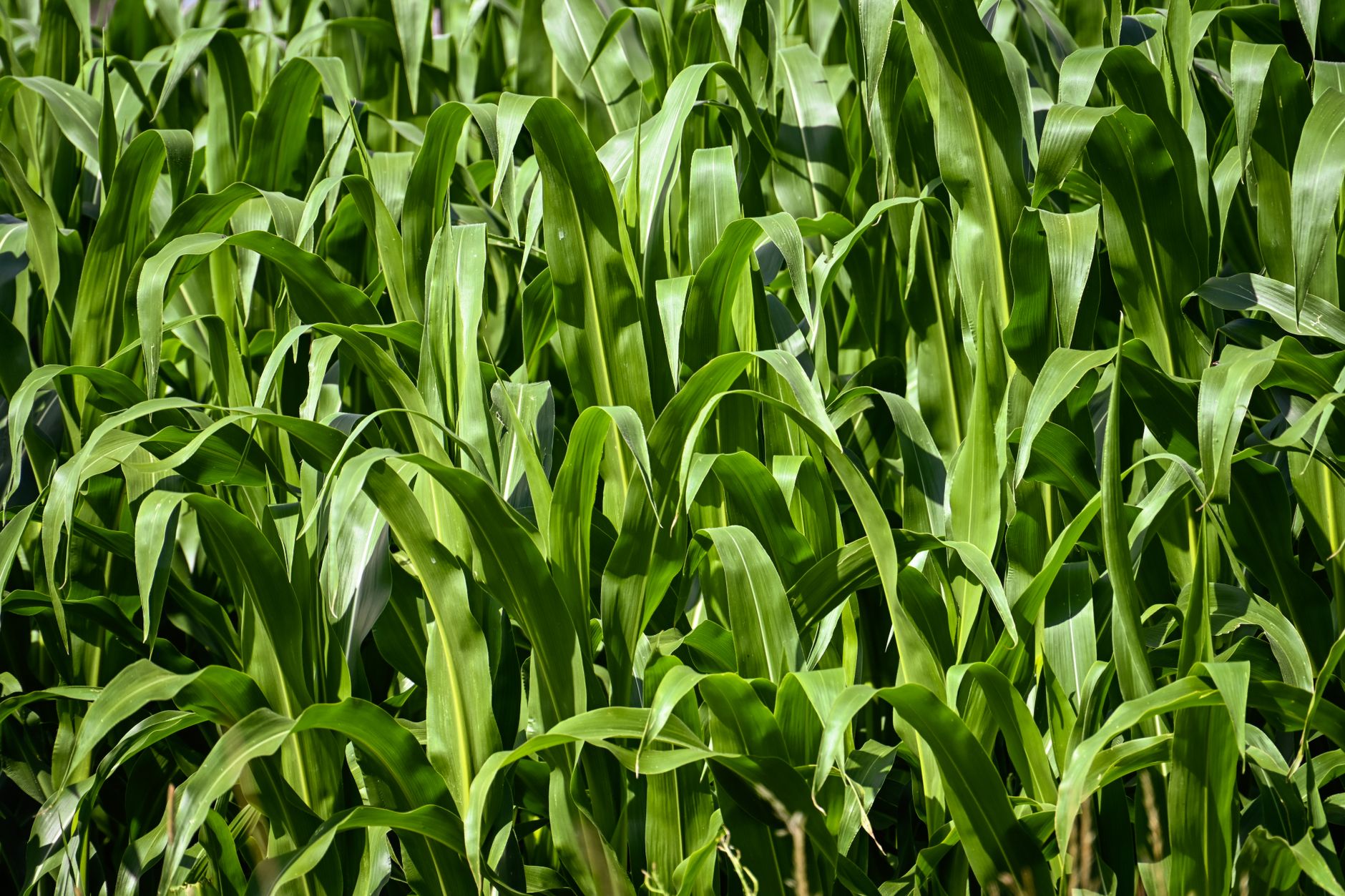 Vibrant green corn plants in a thriving rural field under bright sunlight.