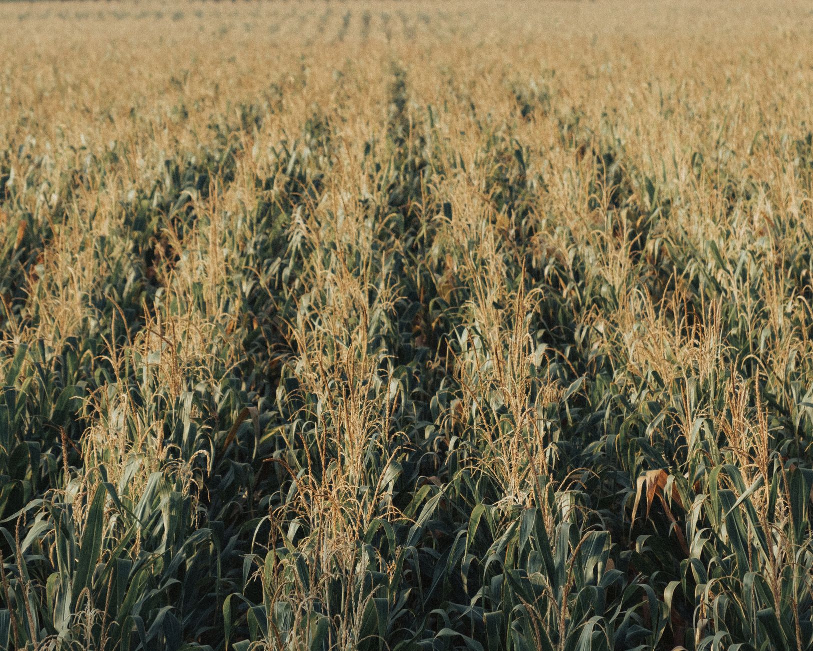 A vast cornfield under the sun in Cuexcomatitlán, perfect for agriculture themes.