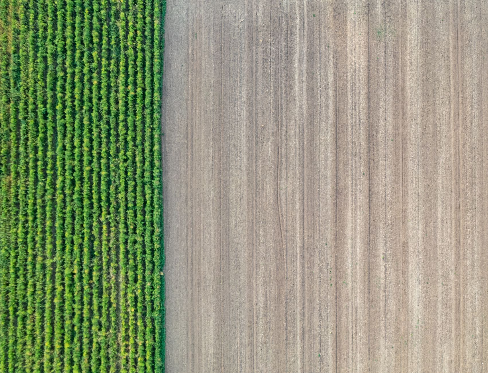 Aerial view showcasing contrasting green crops and tilled brown soil, highlighting agricultural patterns.