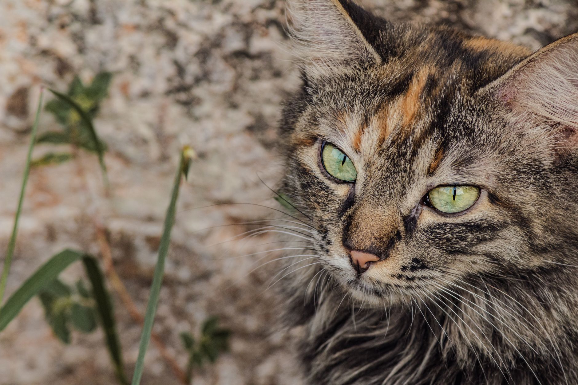 A close-up portrait of a green-eyed tabby cat with a detailed fur pattern, outdoors.