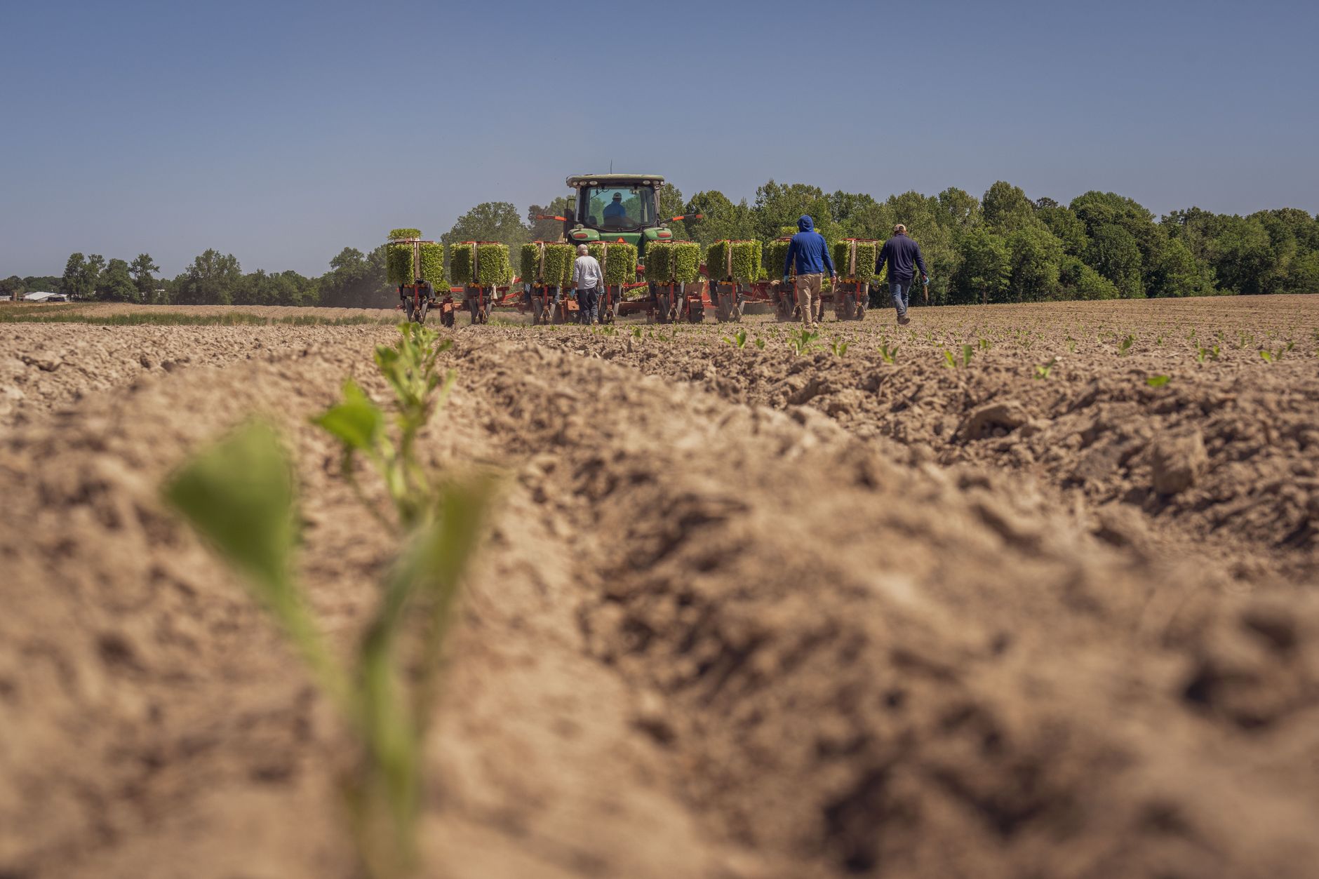 A tractor preps soil in a vast field with workers planting seedlings in spring.