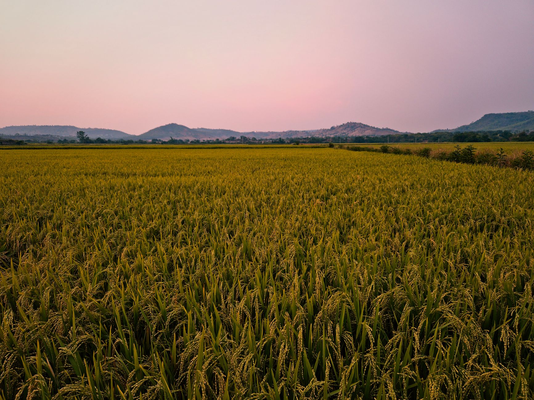 Serene view of rice fields against a pink sunset sky in Gia Lai, capturing natural beauty and sustainability.