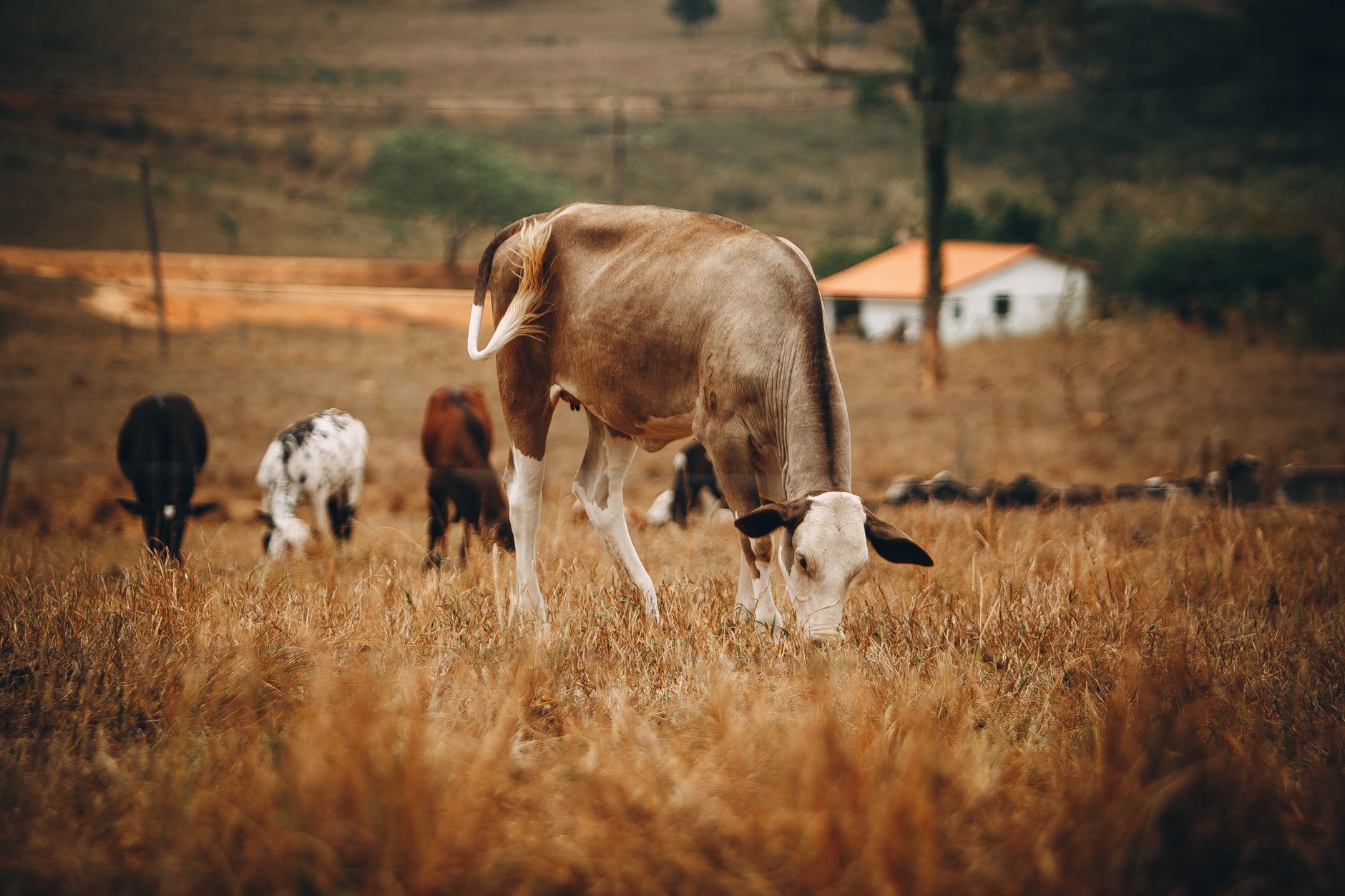 Cows grazing in a pastoral setting in Curvelo, Brazil. Agriculture scene.