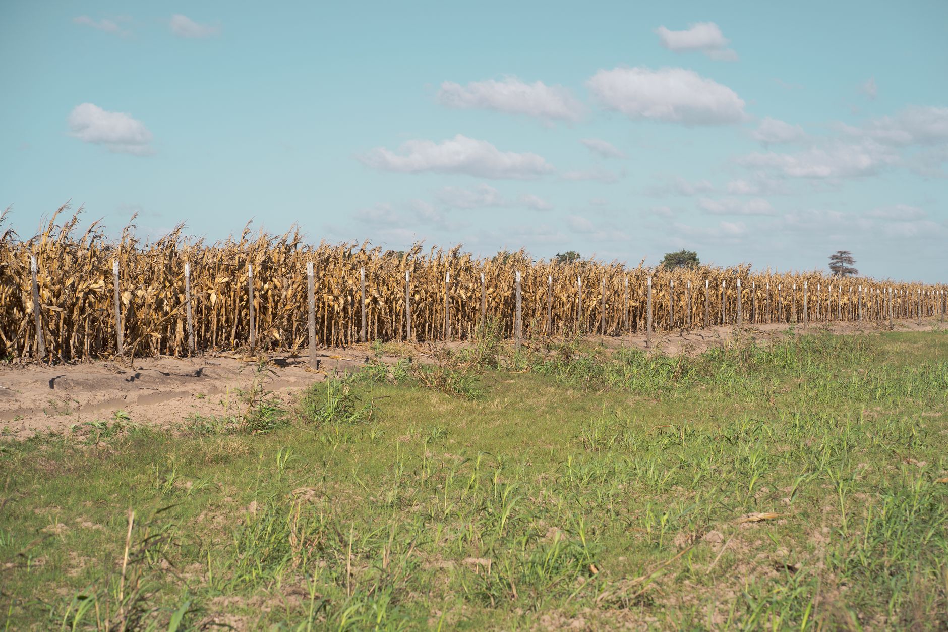 Vast cornfield in Oliva, Córdoba, Argentina during harvest season under a clear blue sky.