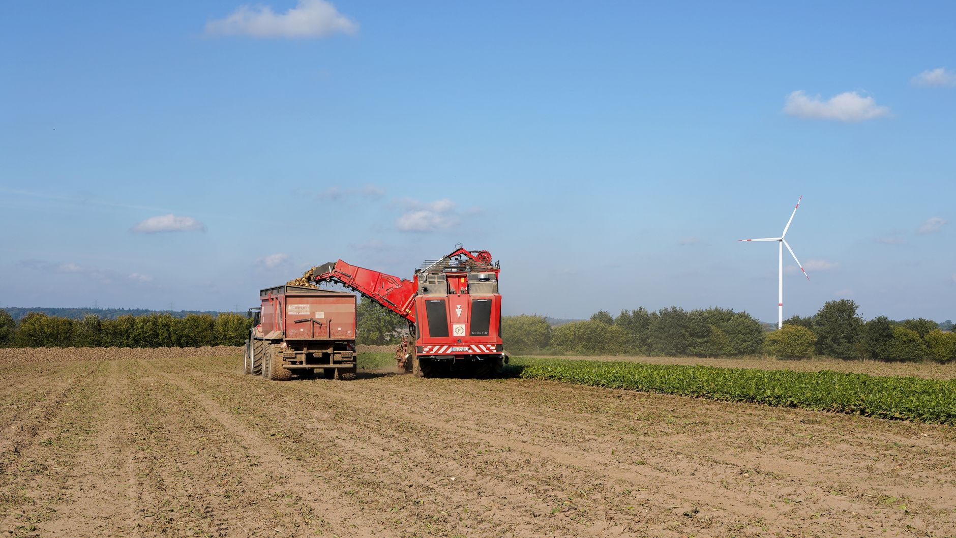 A red harvester works on sugar beet fields in Lütau, Germany on a sunny day.