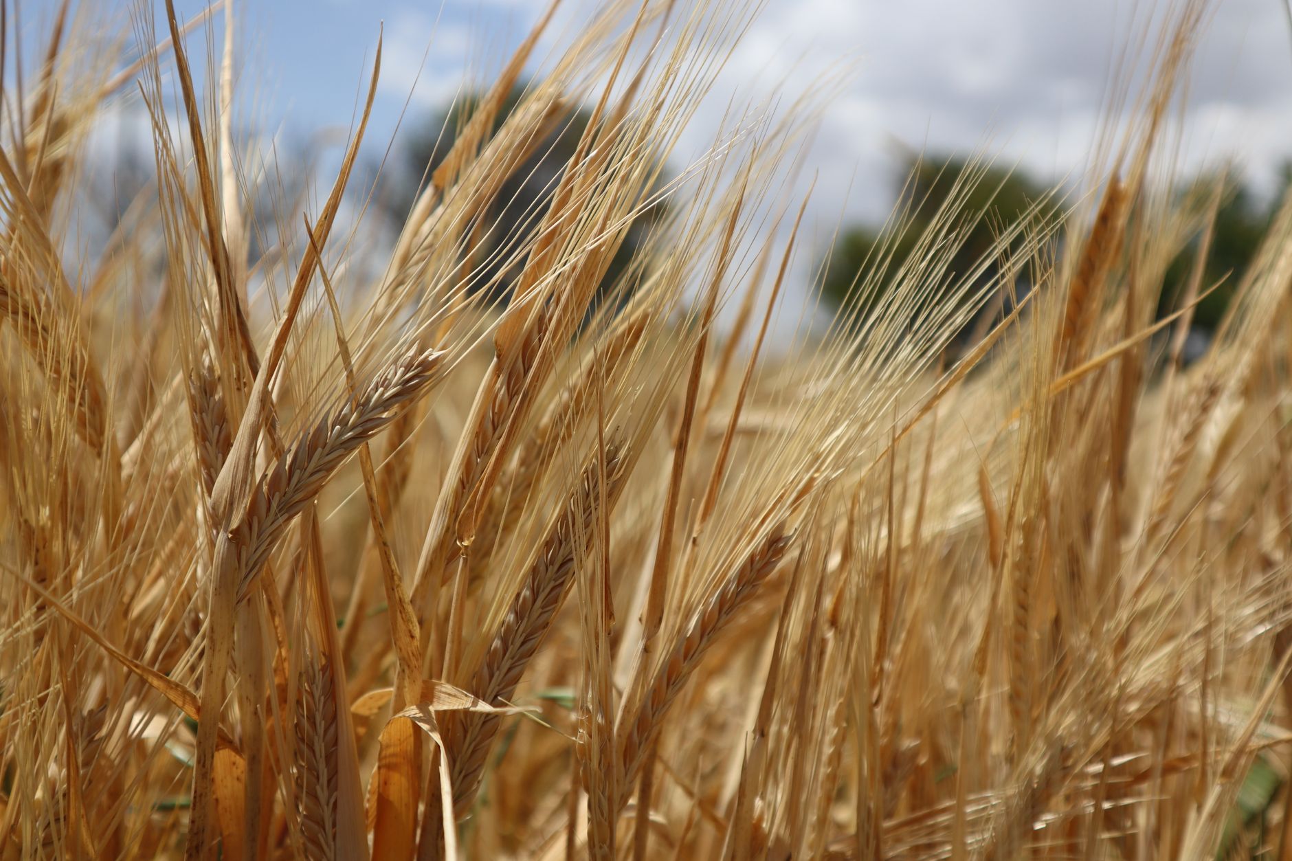Close-up of ripe golden barley spikes in a summer field under a bright sky.
