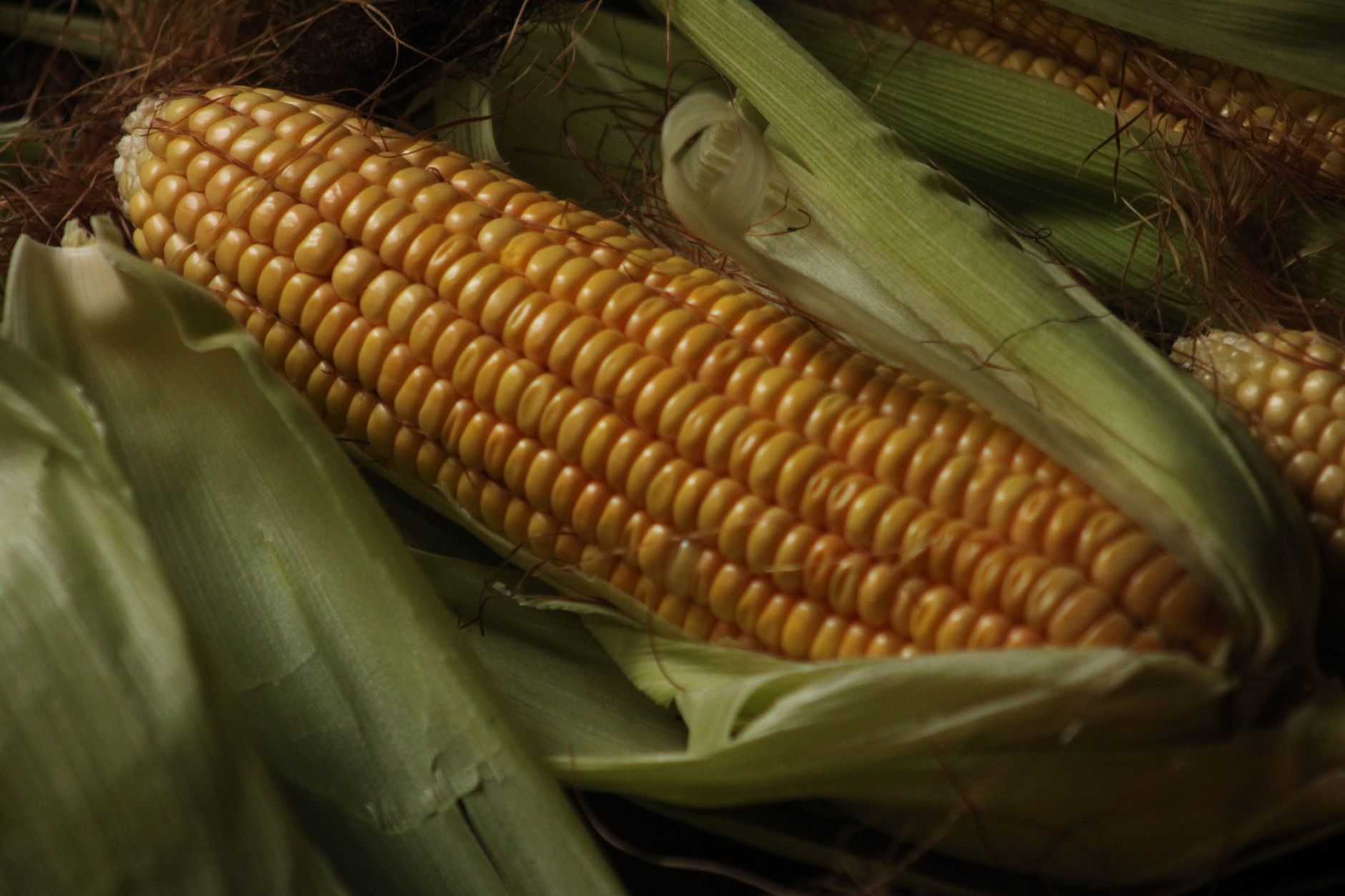 Close-up of a fresh corn cob with green husks, showcasing its vibrant yellow kernels.