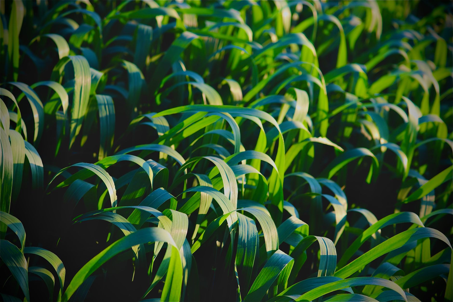 Close-up of lush green crops in an Indian farmland, showcasing vibrant agriculture.