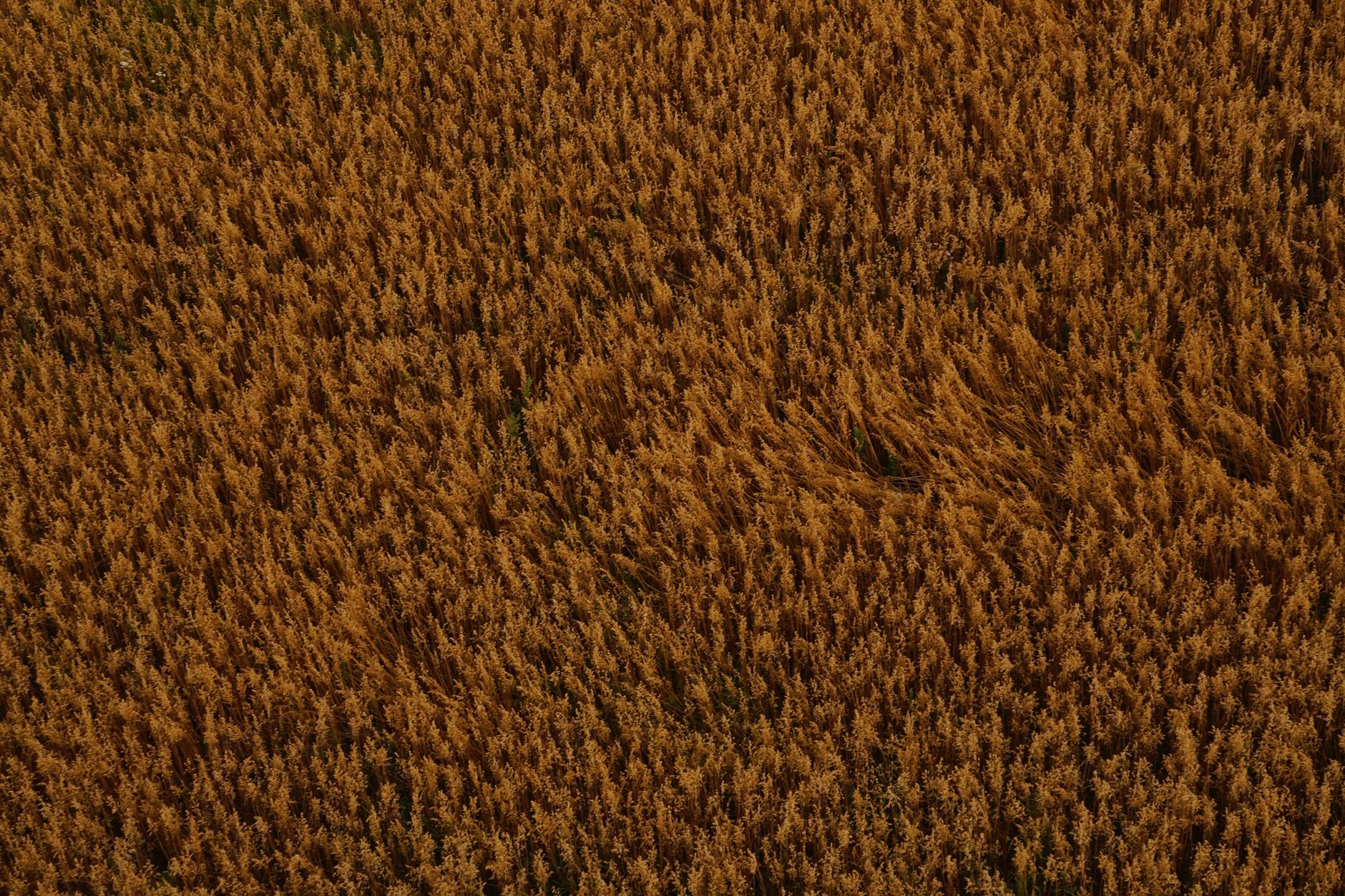 Aerial shot of a golden cropland, exhibiting a textured pattern of dry crops.