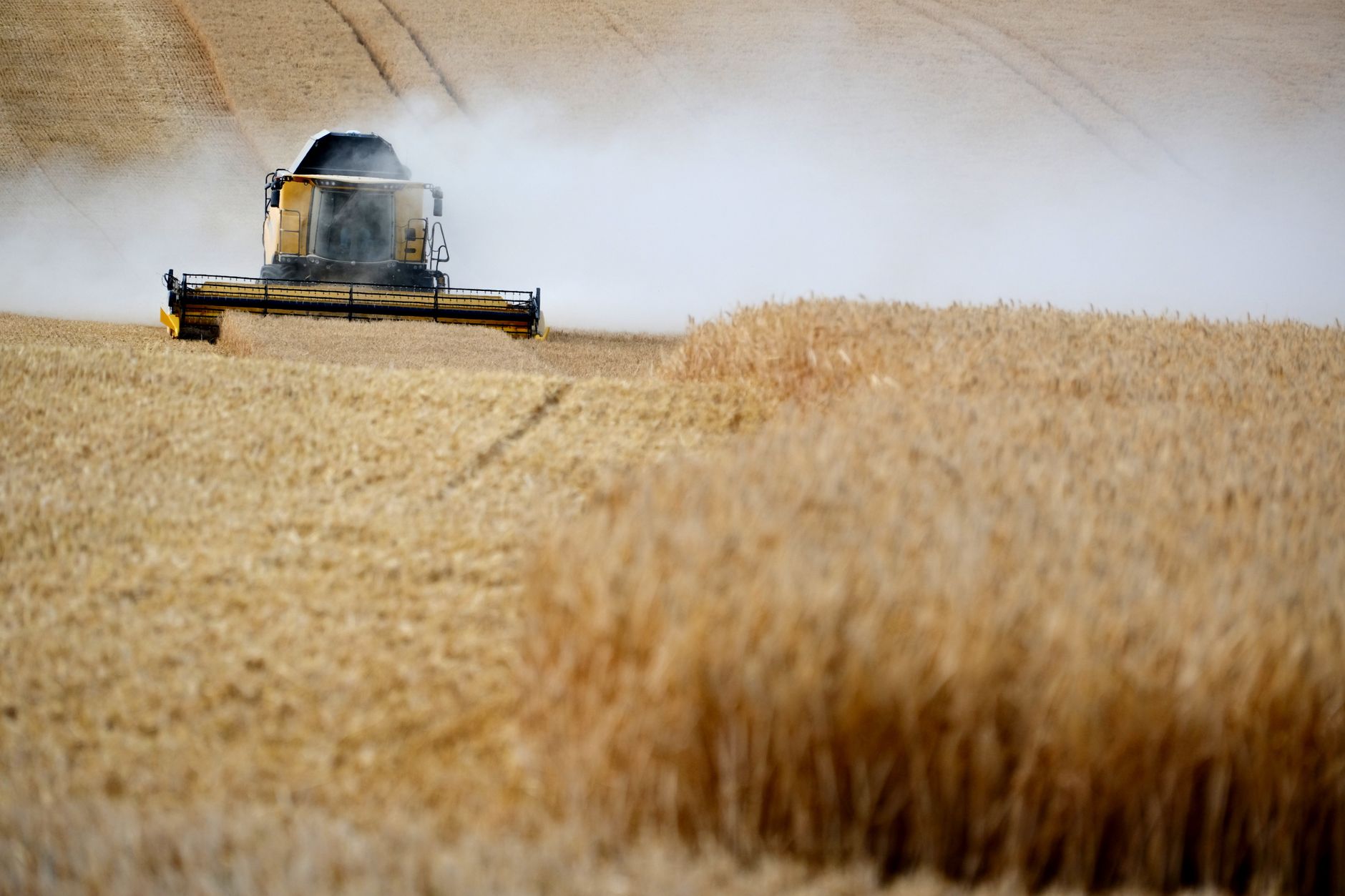 A combine harvester operating in a wheat field during harvest season, creating dust clouds.