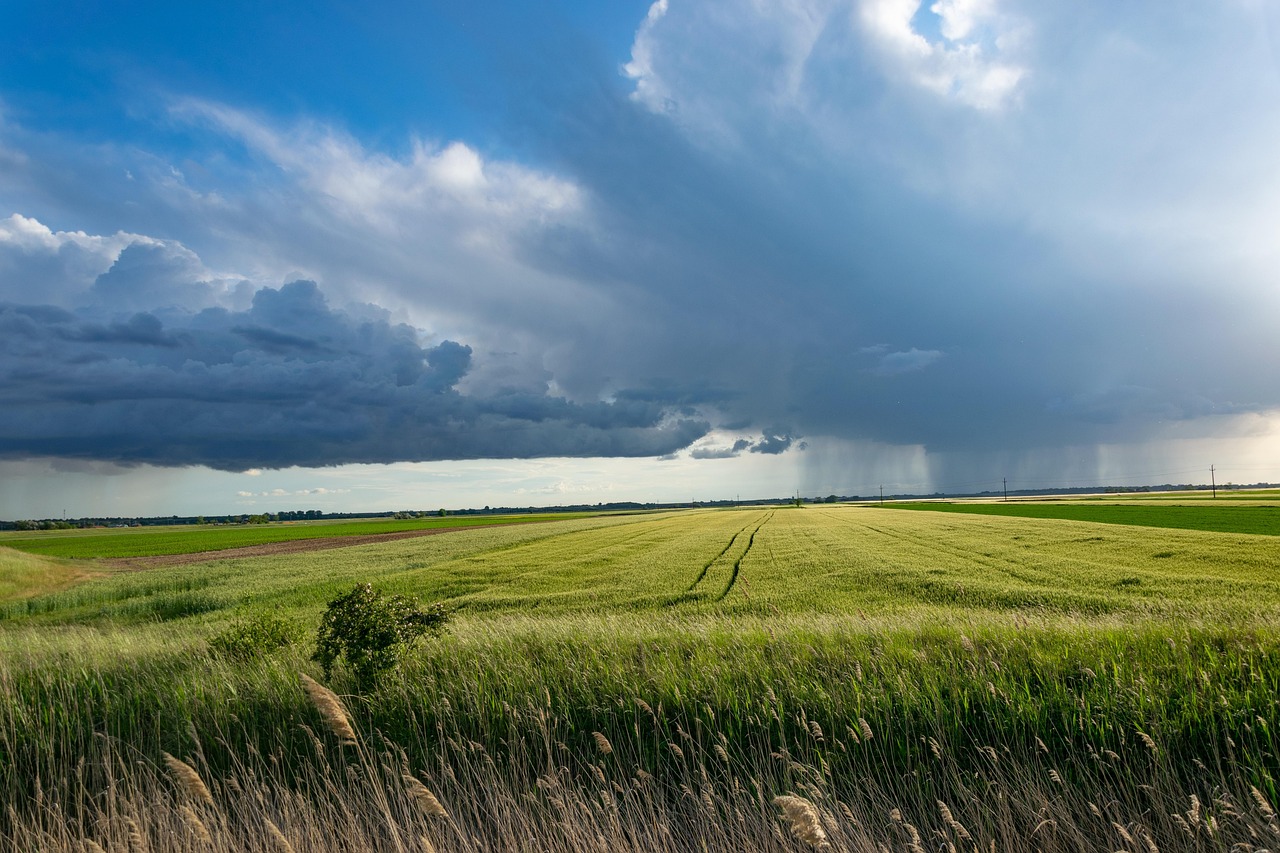 storm, wheat field, clouds, nature, sky, agriculture