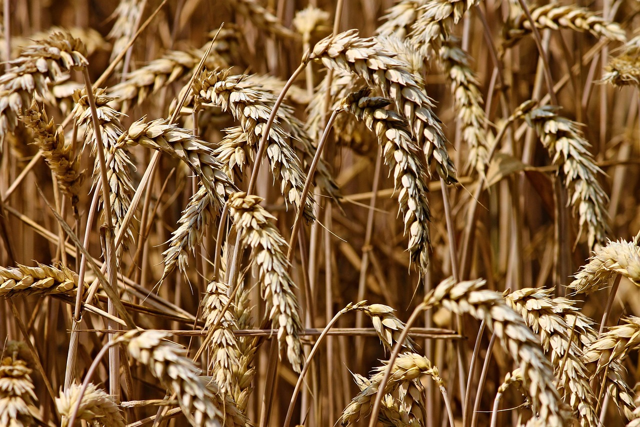 wheat, field, cereals, wheat field, barley, crops, wheat crops, arable land, agriculture, farm, farming, cultivation, nature, landscape, rural, countryside, wheat, wheat, wheat, wheat, wheat, barley