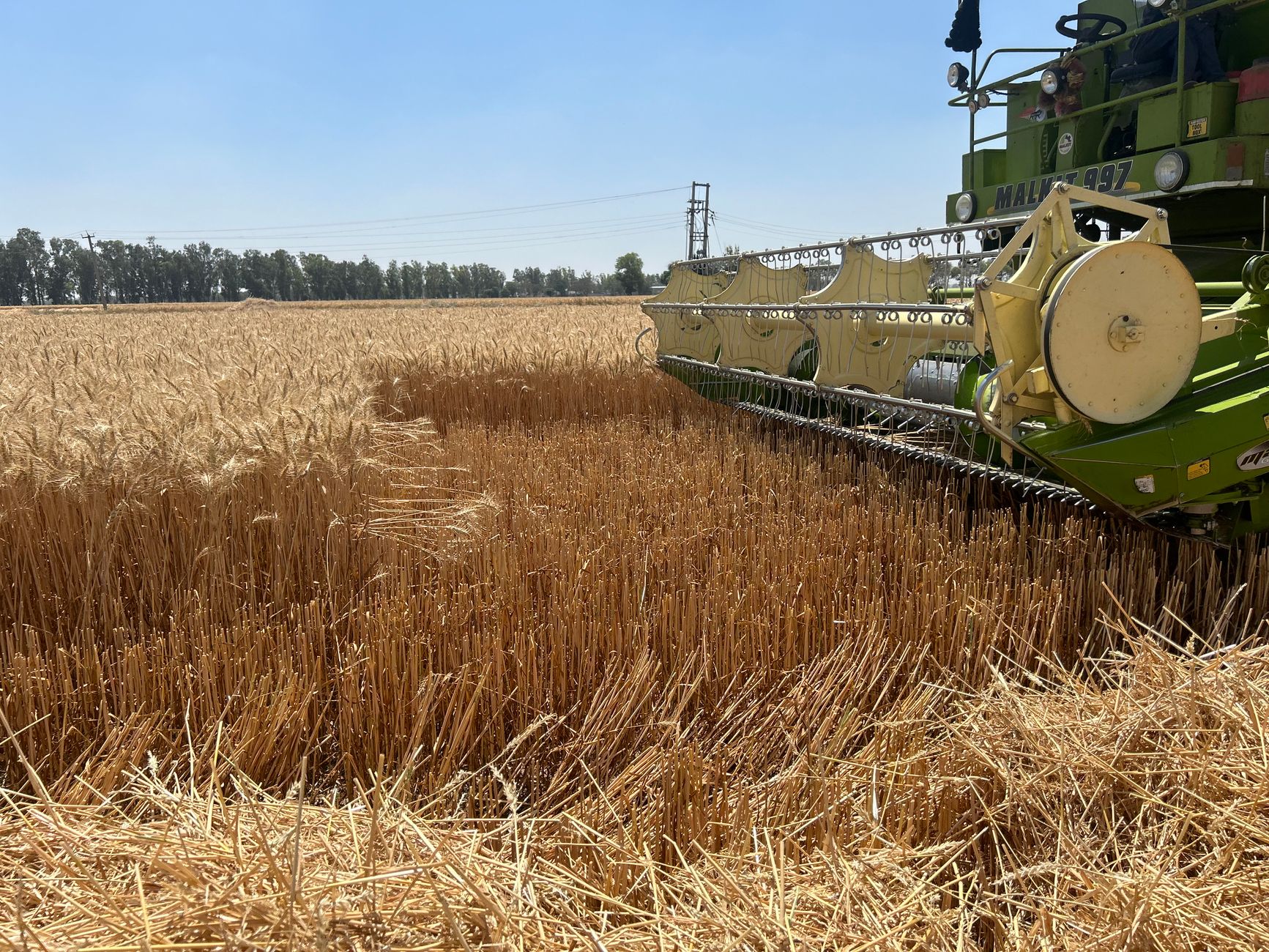 A green combine harvester working in a golden wheat field, under a clear blue sky.