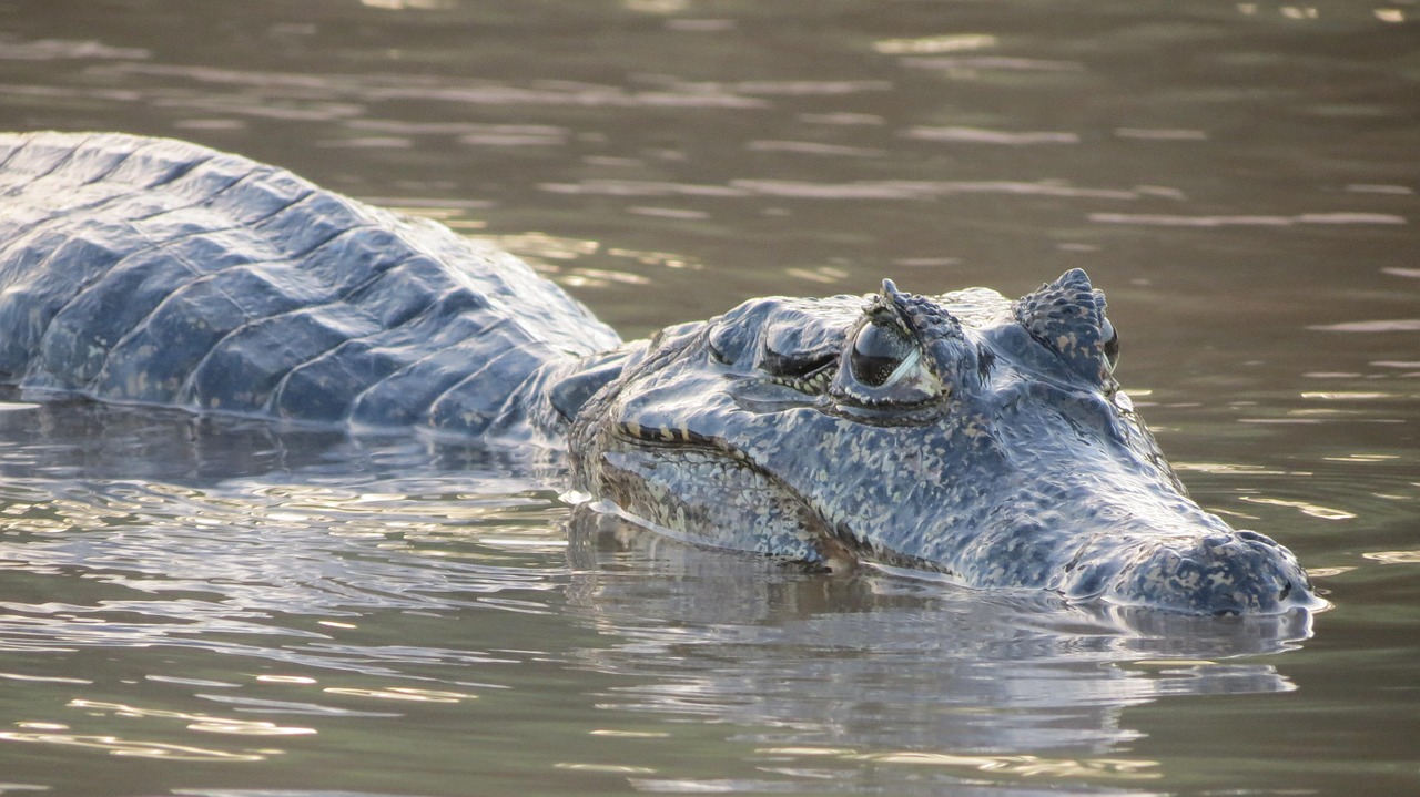 alligator, swamp, river, vacation, reptile, mato grosso, brazil, alligator, alligator, alligator, alligator, alligator, mato grosso