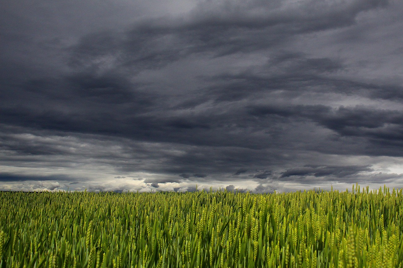 clouds, wheat fields, fields, overcast, cloudy, stormy, storm, dark clouds, thunderstorm, wheat, field, grass, wheat field, barley, crops, wheatgrass, wheat crops, arable land, agriculture, farm, farming, cultivation, nature, landscape, rural, countryside, overcast, cloudy, cloudy, cloudy, cloudy, storm, storm, storm, storm, dark clouds, dark clouds, dark clouds, dark clouds, dark clouds, thunderstorm, wheat, wheat, wheat field, crops, agriculture, farm, farm, farming