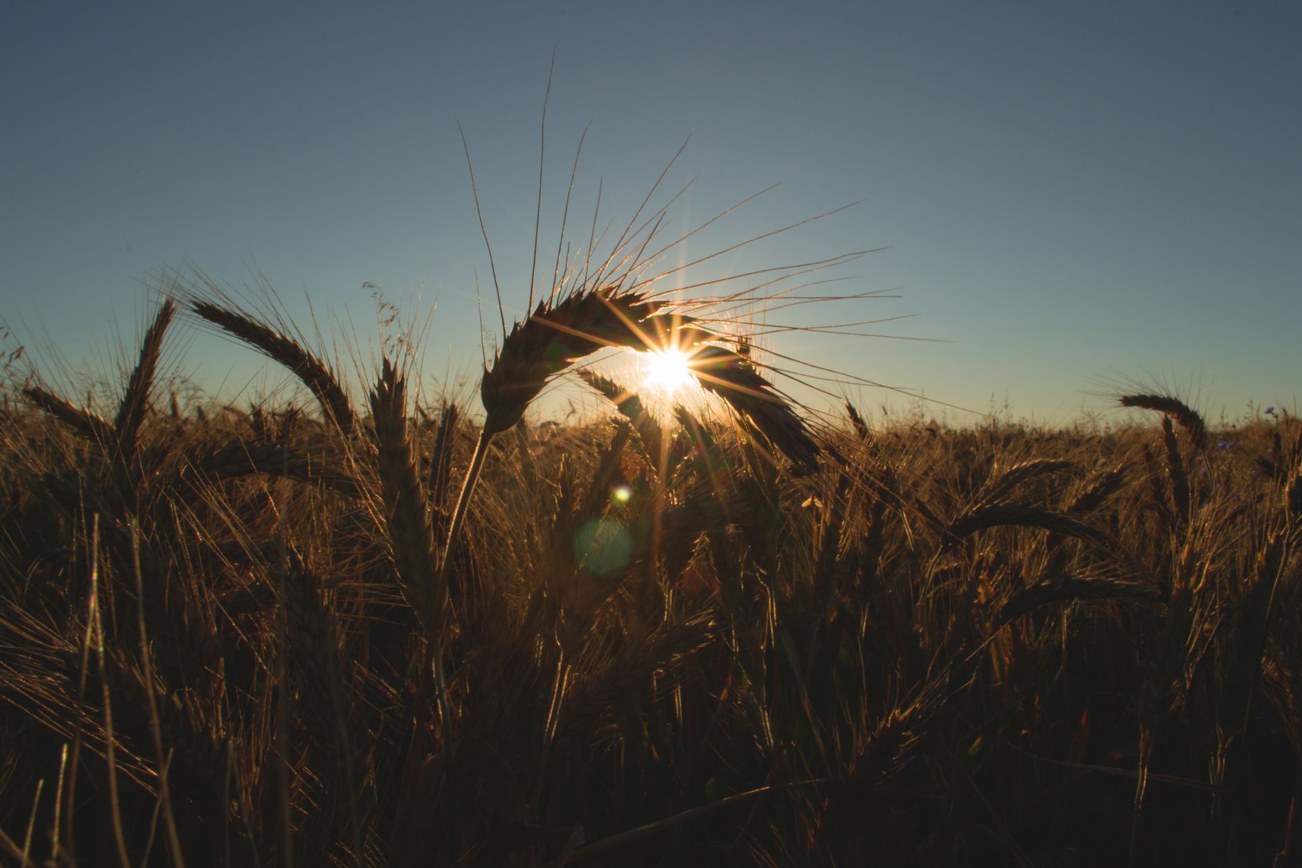 A golden wheat field backlit by the setting sun, capturing nature's beauty and serenity.