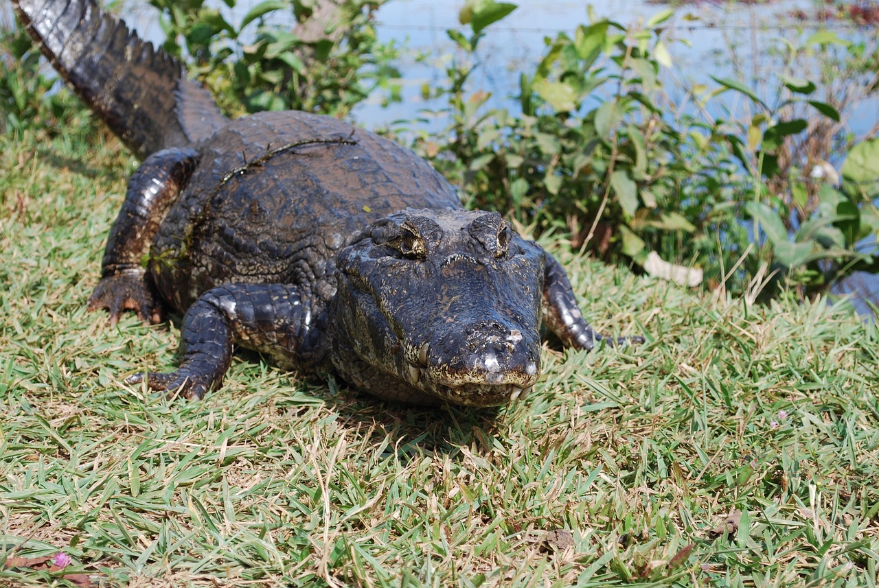 alligator, swamp, mato grosso, brazil, reptile, alligator, alligator, alligator, alligator, alligator