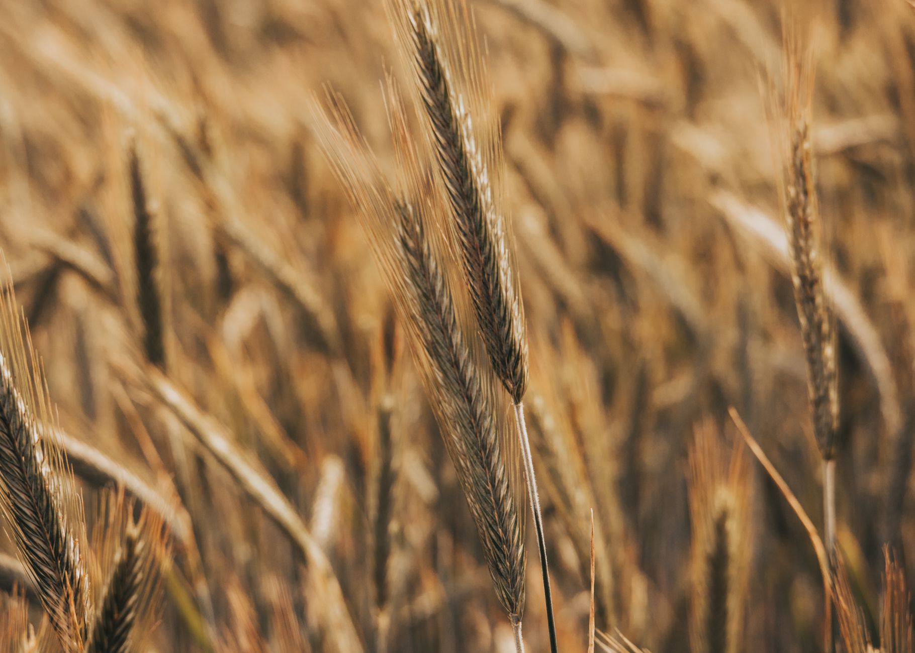 Close up of golden wheat stalks in a sunlit field during summer.