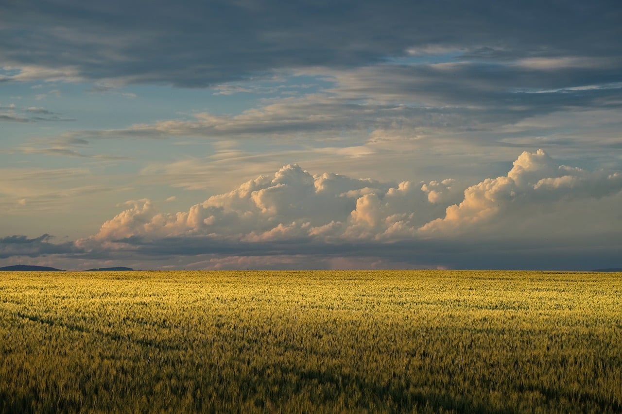 wheat field, dramatic sky, clouds, black, nature, summer, agriculture, horizon, rural landscape, sky, evening, cultivation, red, dazzling light, mountainous landscape, contrast, soft lighting, morning