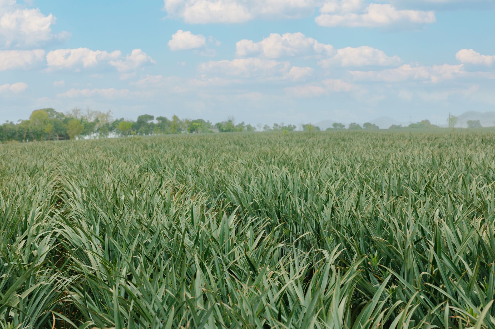 Expansive view of a pineapple field under a beautiful blue sky with fluffy clouds, perfect for agricultural themes.