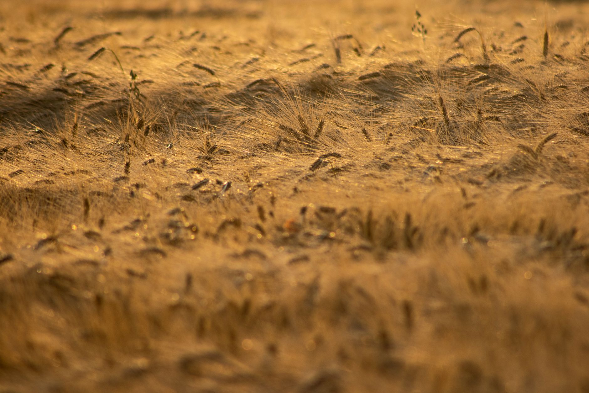 A golden wheat field gently swaying in the warm sunlight, showcasing nature's beauty.