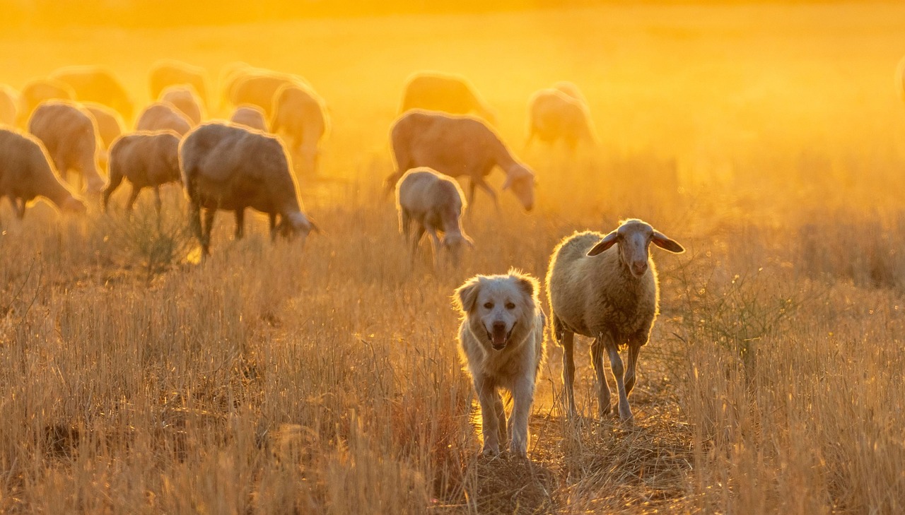 herd, dog, animal, livestock, pet, grazing, animals, nature, farm, rural, field, meadow, countryside, greece