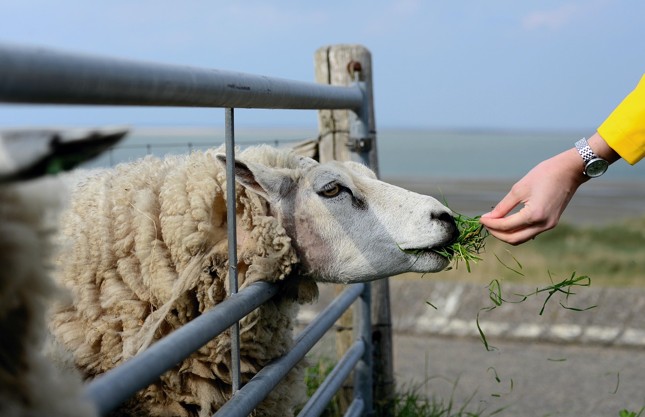 sheep, texel, holland, texel sheep, animal, pasture, agriculture, dike, wool, nature, wildlife, farm animals