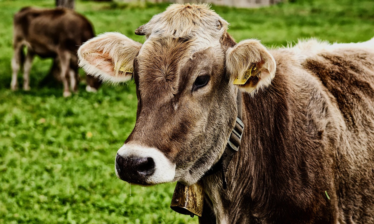 cow, cattle, animal, beef, livestock, mammal, farm, rural, agriculture, countryside, farm animal, pasture, meadow, nature, cow, cow, cow, cow, cow