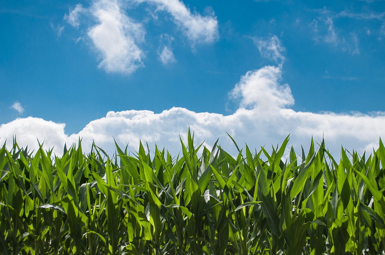 corn field, farm, clouds, crop, blue sky, plantation, maize, leaves, farmland, agriculture, cultivation, countryside, rural, nature, corn field, corn field, farm, farm, farm, farm, farm, blue sky, blue sky, agriculture, agriculture, agriculture, agriculture