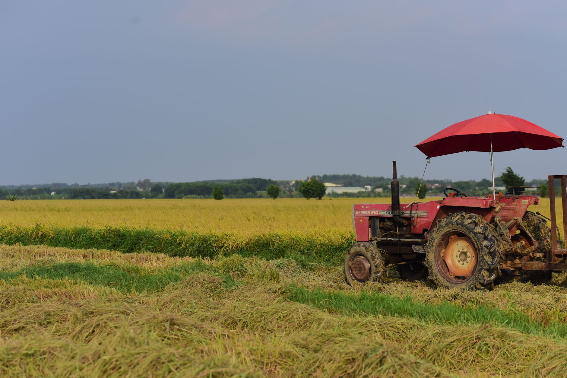 A red tractor with an umbrella in a harvested rice field, showcasing rural agriculture.