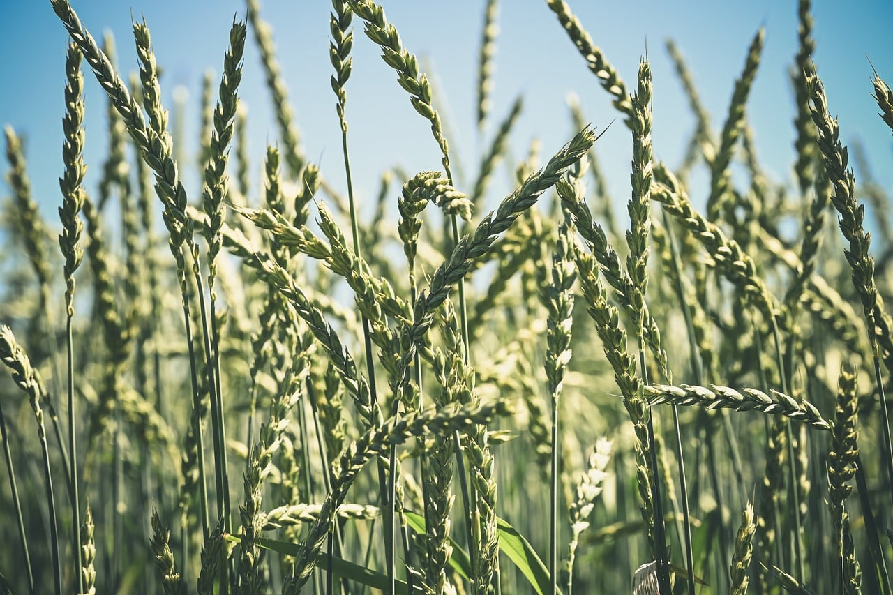 wheat, grain, agriculture, field, countryside, summer, green, blue sky, agricultural landscape, sky, rural area, summer field, farm, harvest, farming, landscape, nature, green landscape, rural, sun