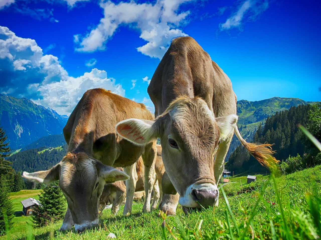 cows, cattle, farm, sky, clouds, pasture, grazing, agriculture, rural, livestock, domestic, farming, dairy, nature, meadow, countryside