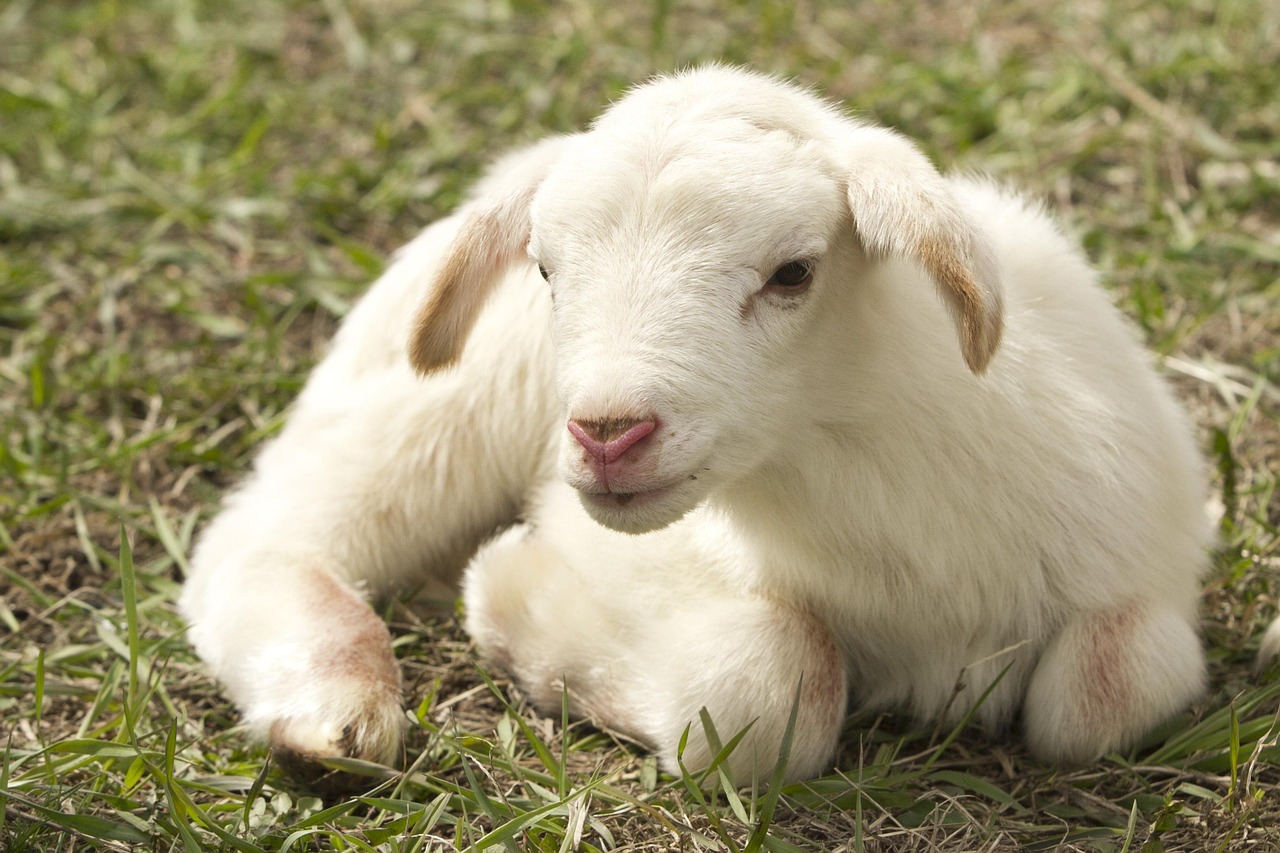 lamb, farm, sheep, nature, livestock, young animal, portrait, mammal, animal, farm animal