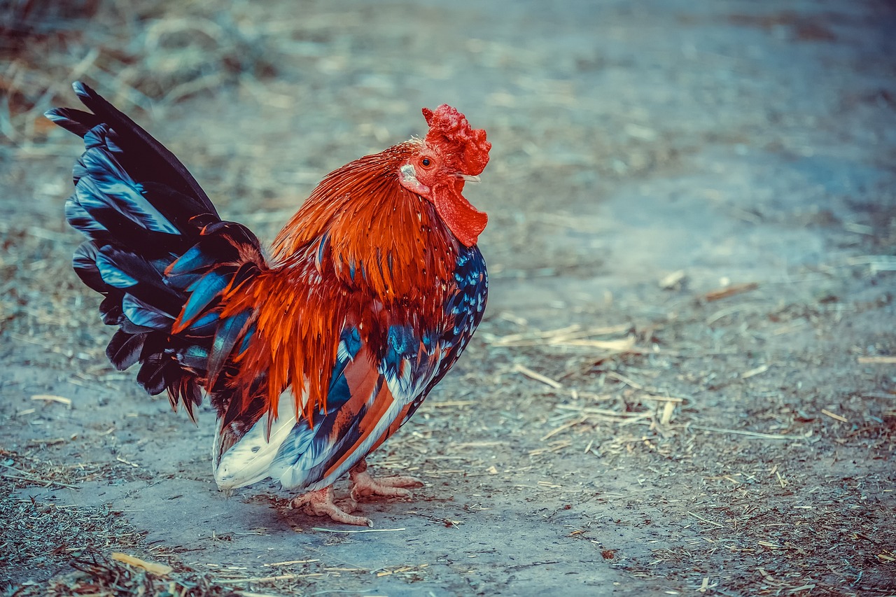 chicken, animal, poultry, farm, agriculture, feathers, plumage, livestock, farm animal, nature, chicken, chicken, chicken, chicken, chicken